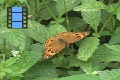 Scene 04_Junonia on leaf